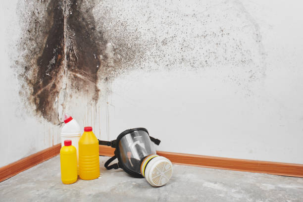 Best Fast Mold Removal  in North Madison, OH