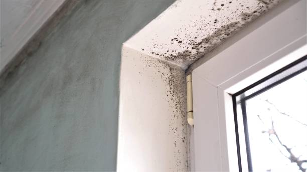 Best Office Mold Removal Services  in North Madison, OH