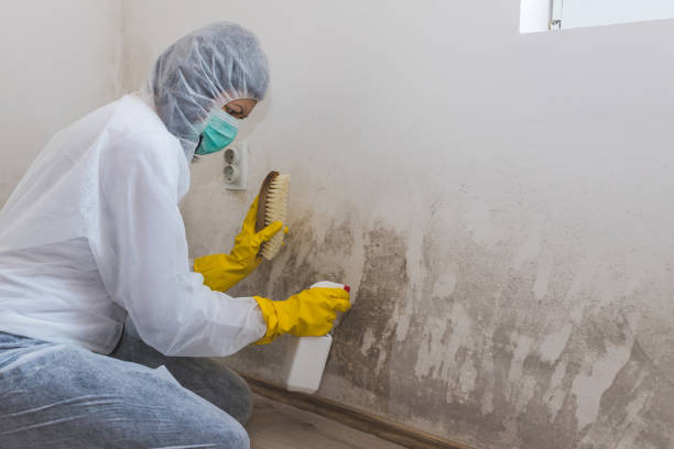 Best Professional Mold Removal  in North Madison, OH