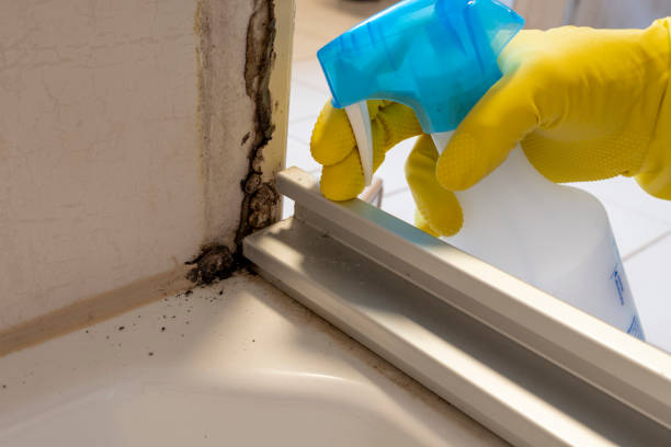 Office Mold Removal Services in North Madison, OH