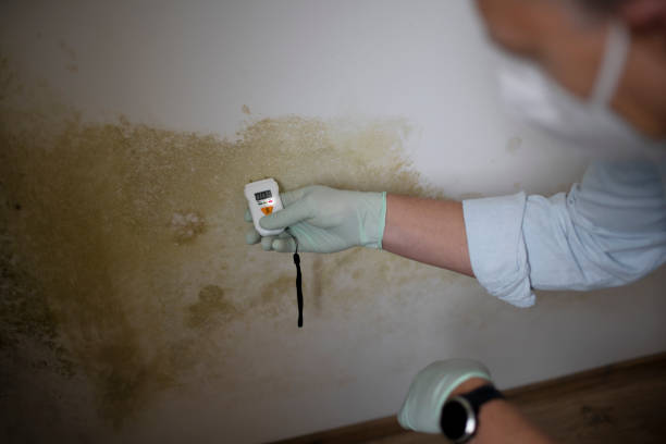 Best Fast Mold Removal  in North Madison, OH
