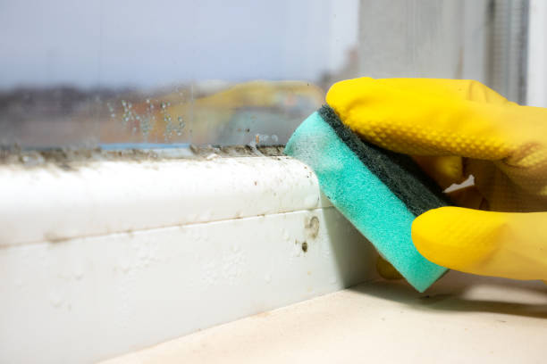 Best Water Damage Restoration  in North Madison, OH