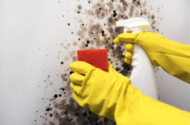 Best Best Mold Removal Companies  in North Madison, OH