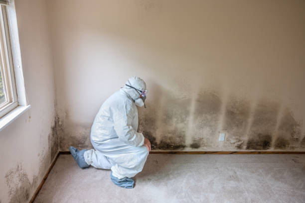 Best Mold Removal Company Near Me  in North Madison, OH