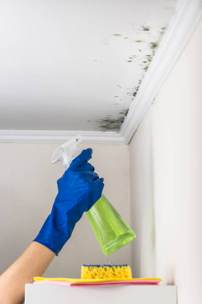 Best Certified Mold Removal  in North Madison, OH