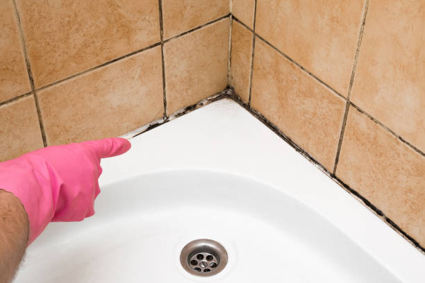 Best Local Mold Removal Service  in North Madison, OH